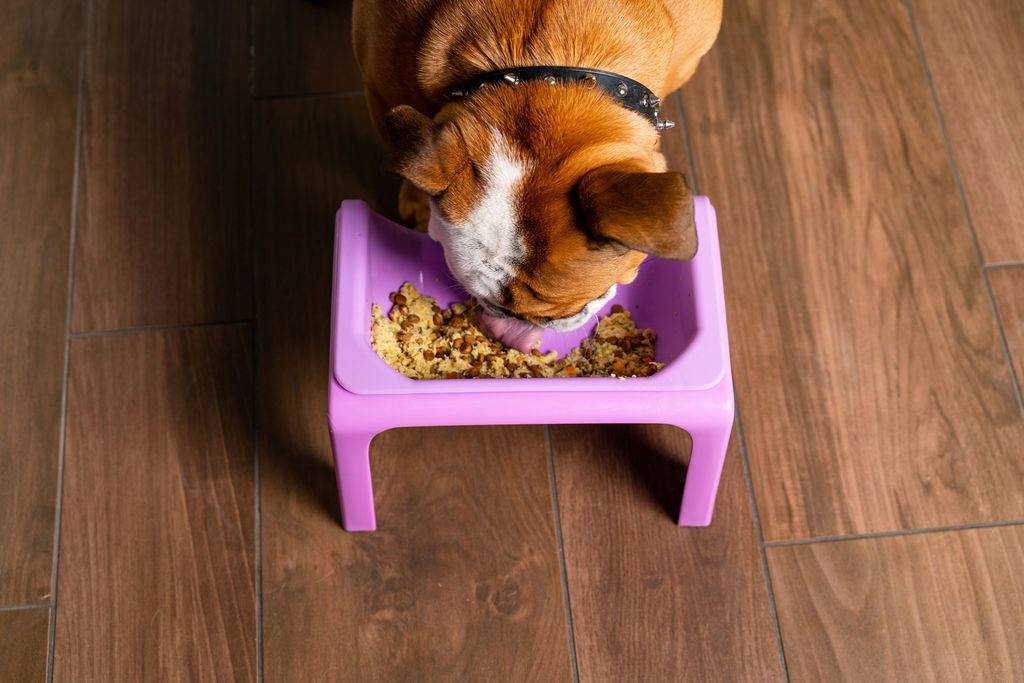 Fluff_Trough_Dog_feeder_elevated_pet_bowl