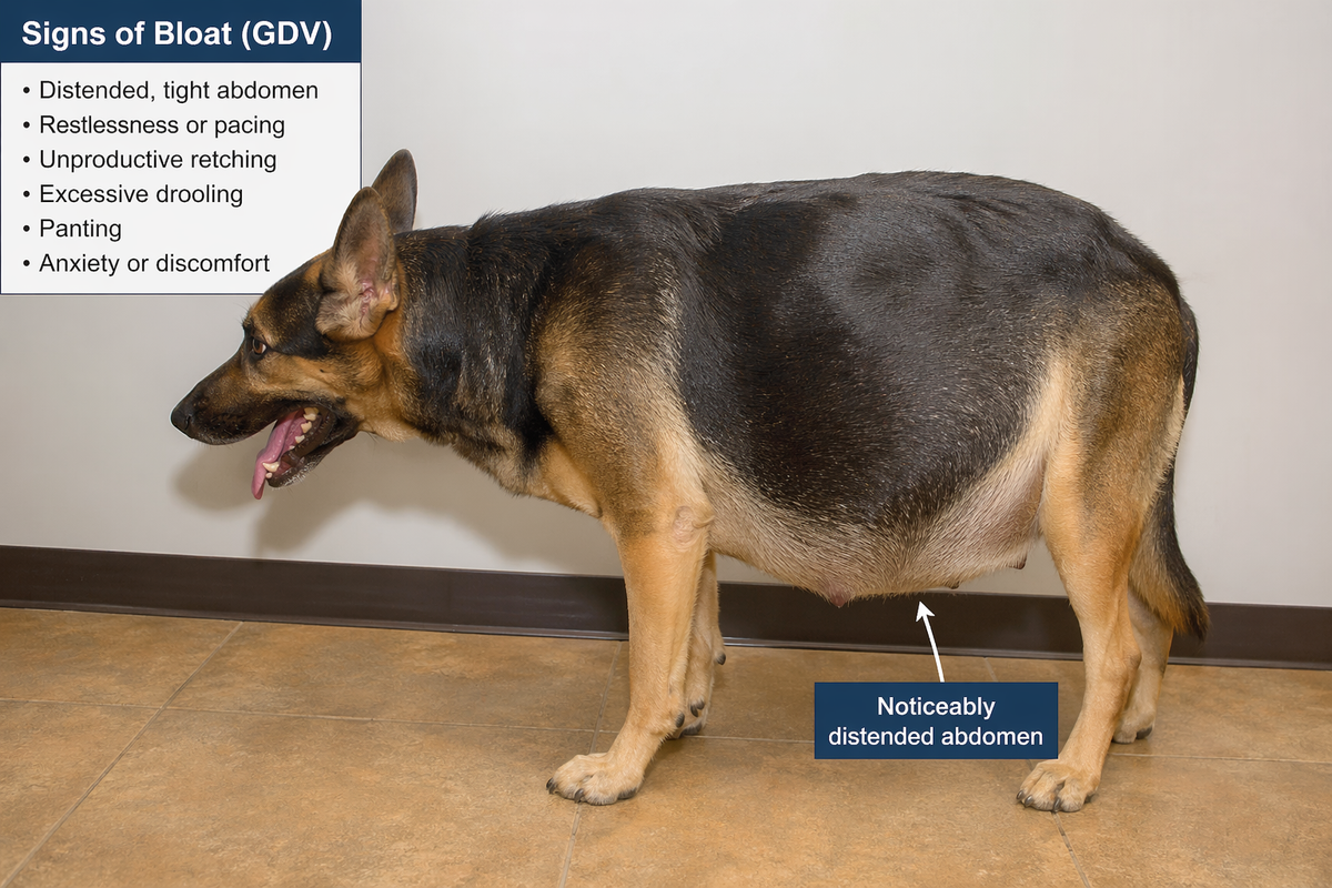 Signs of Bloat in Dogs (And How to Prevent It)