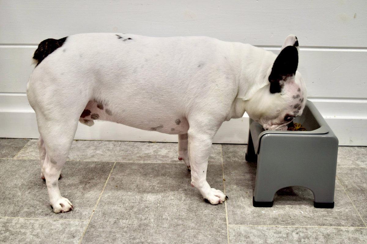 Why Elevated Dog Bowls Are Better for Your Dog (And What Nature Intended)