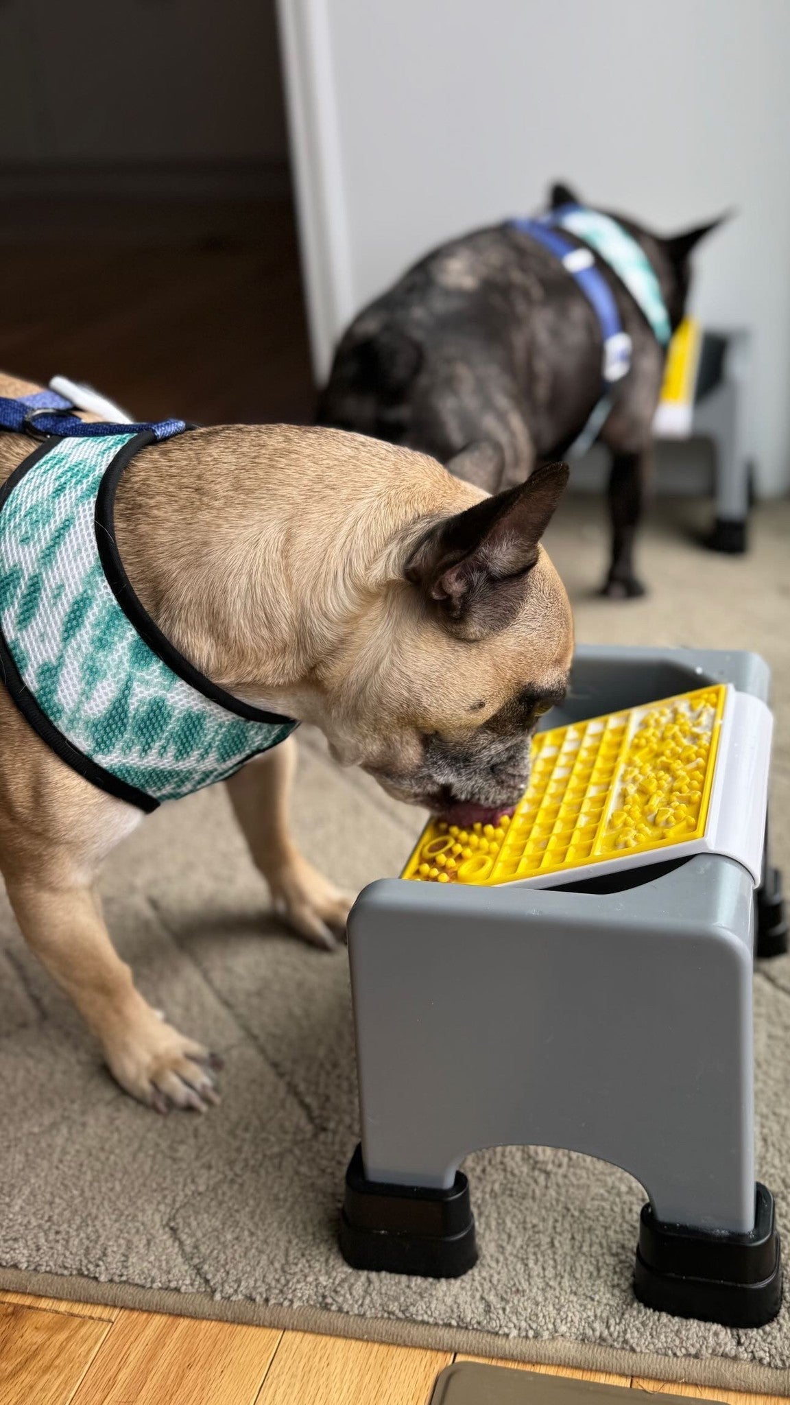 Fluff Trough Attachable Licking Mat: Everything You Need to Know