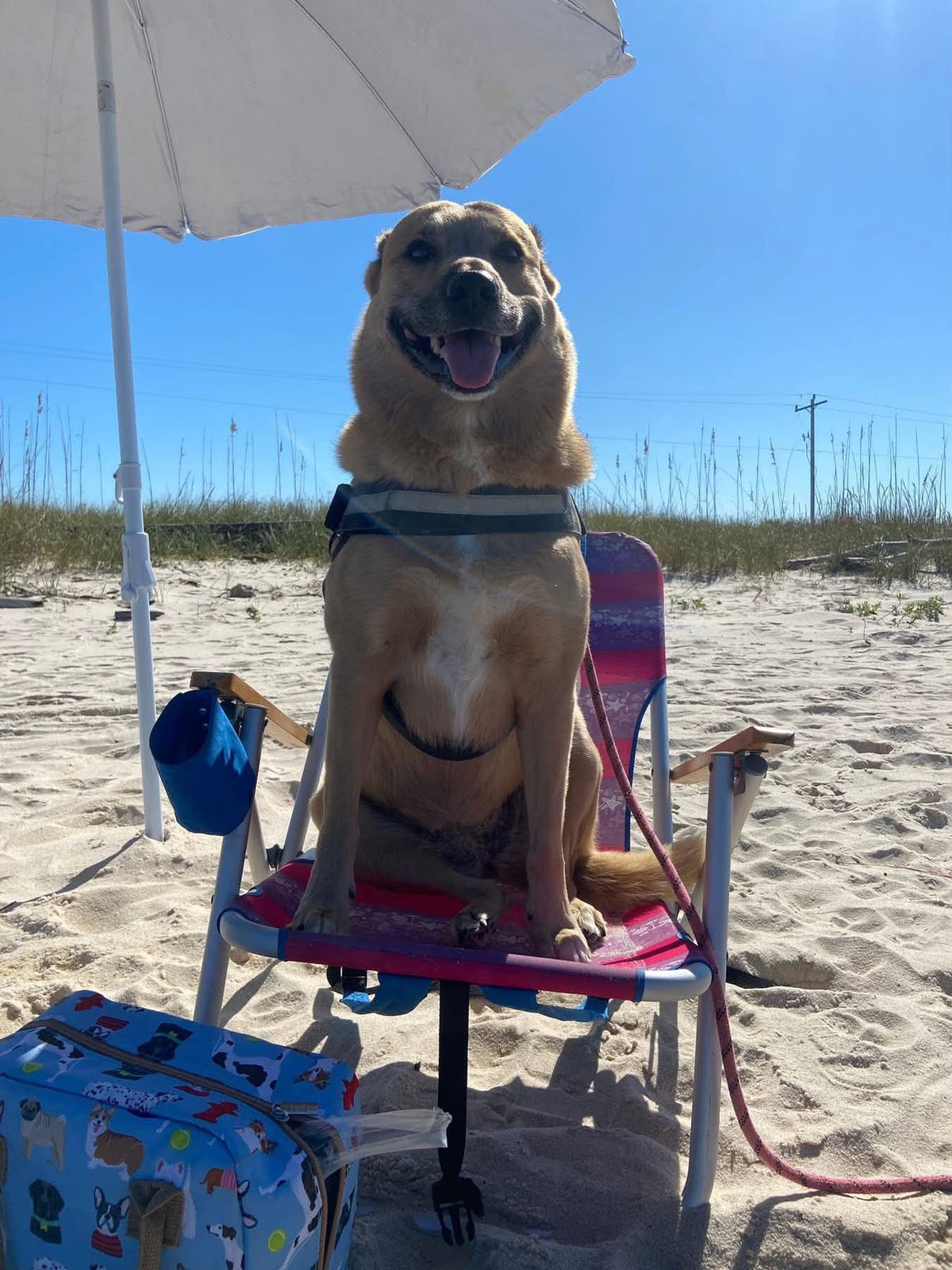 The Ultimate Dog-Friendly Guide to Gulf Shores & Orange Beach